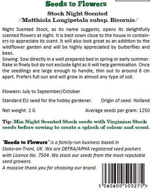 CYBEXIS Stock - MATTHIOLA LONGIEPETALA SUBSP. BICORNI Seed  (50 per packet)