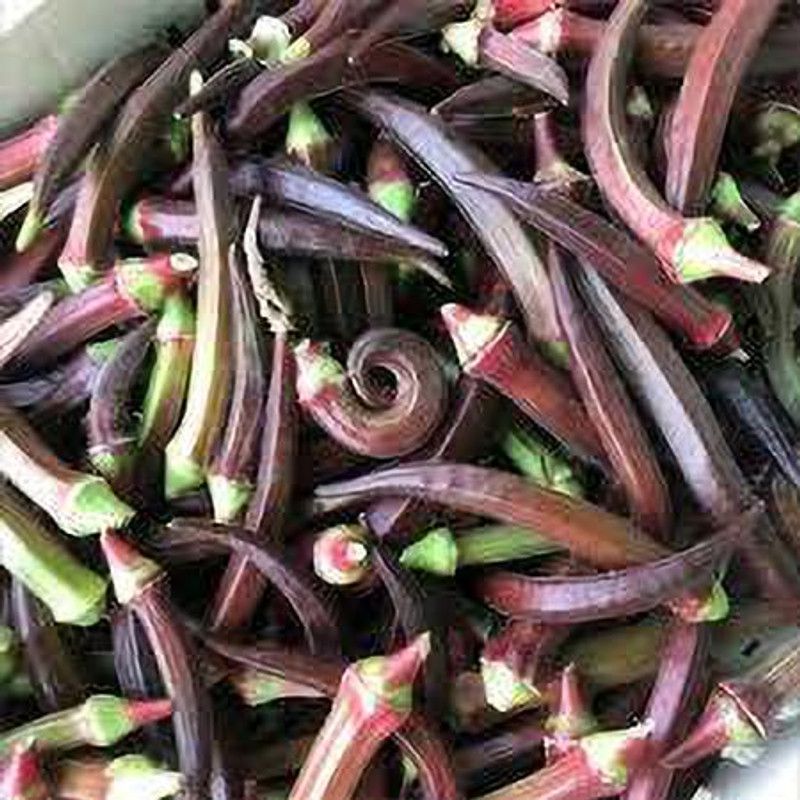 Mozette Organic okra red Seed  (31 per packet)
