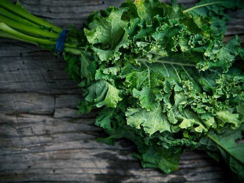 Mozette Kale green Seed  (40 per packet)