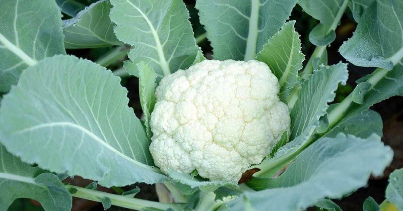 Nodoc Cauli flower Vegetable Seed  (11 per packet)