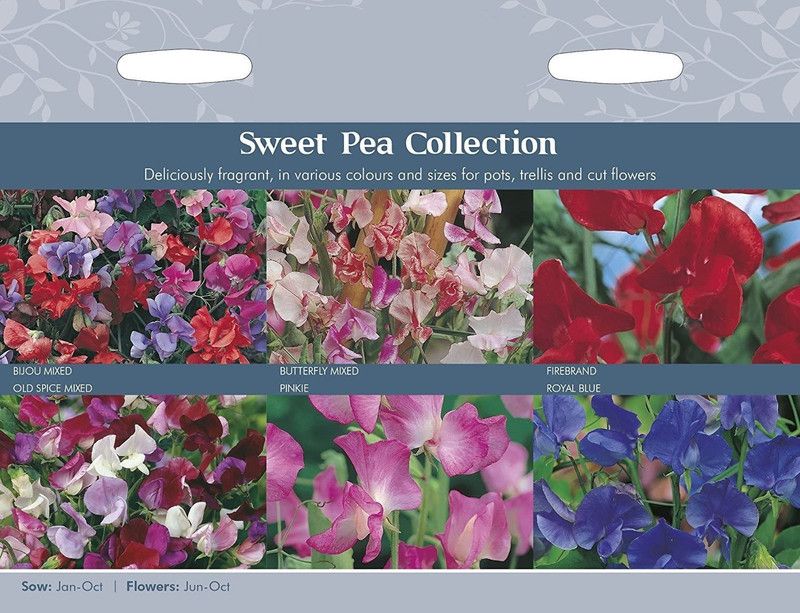 CYBEXIS Flower - Sweet Peas Collection Seed  (50 per packet)
