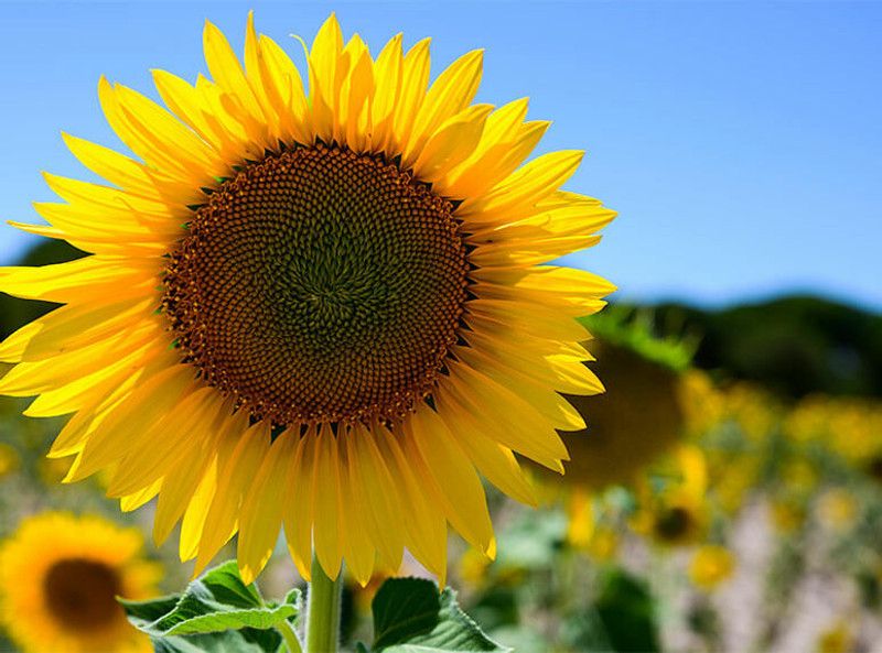 PMB Exotic sunflower Seed  (37 per packet)