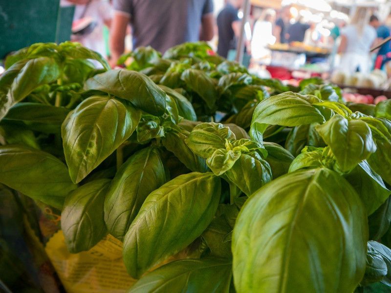 WILLVINE PUAS-1 Marseille dwarf basil seeds Seed  (2000 per packet)