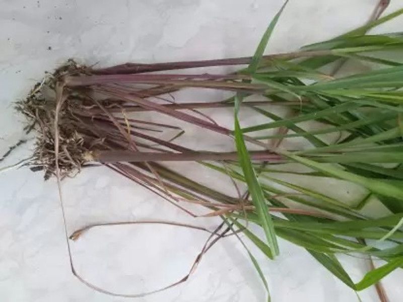 Aro Lemon Grass Seed  (10 per packet)