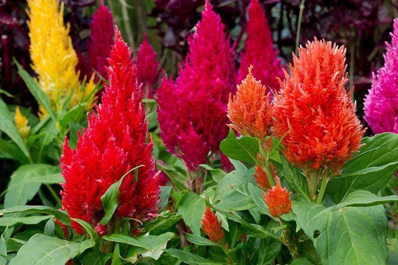 Mozette Celosia Flower Seed  (32 per packet)