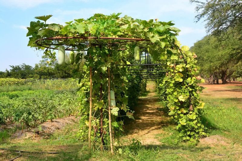 UGRA Long Bottle Gourd Seeds Seed  (100 per packet)