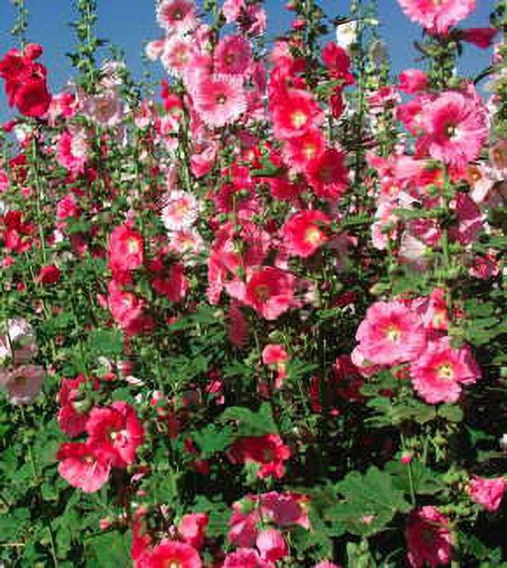XOLDA Exotic holly hock Seed  (19 per packet)