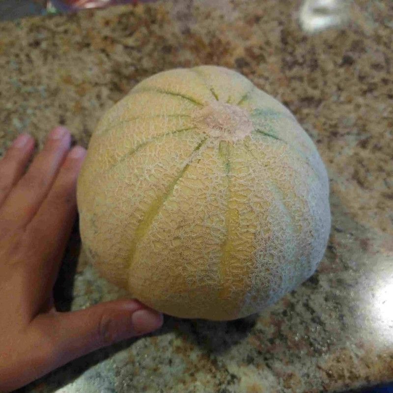 MRCY Jumbo Cantaloupe/Muskmelon Seed  (200 per packet)