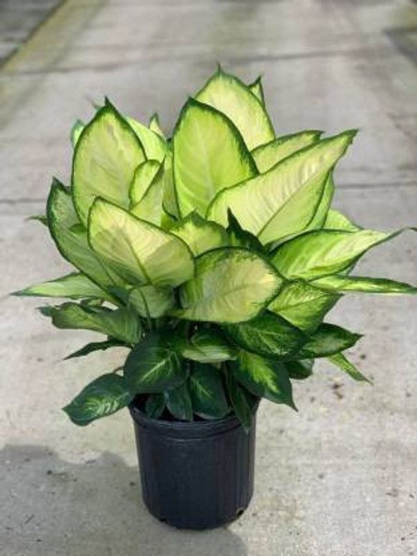 NRDhub Aglaonema Plant  (Hybrid, Pack of 1)