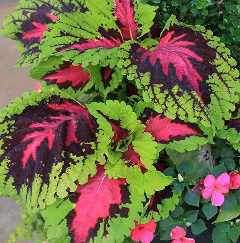 KANAYA Coleus Rainbow Mixed Seed  (10 per packet)
