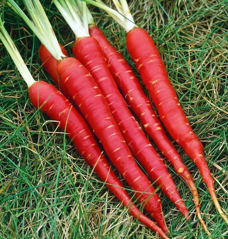 KANAYA Gajar Hybrid Vegetable Seed  (45 per packet)