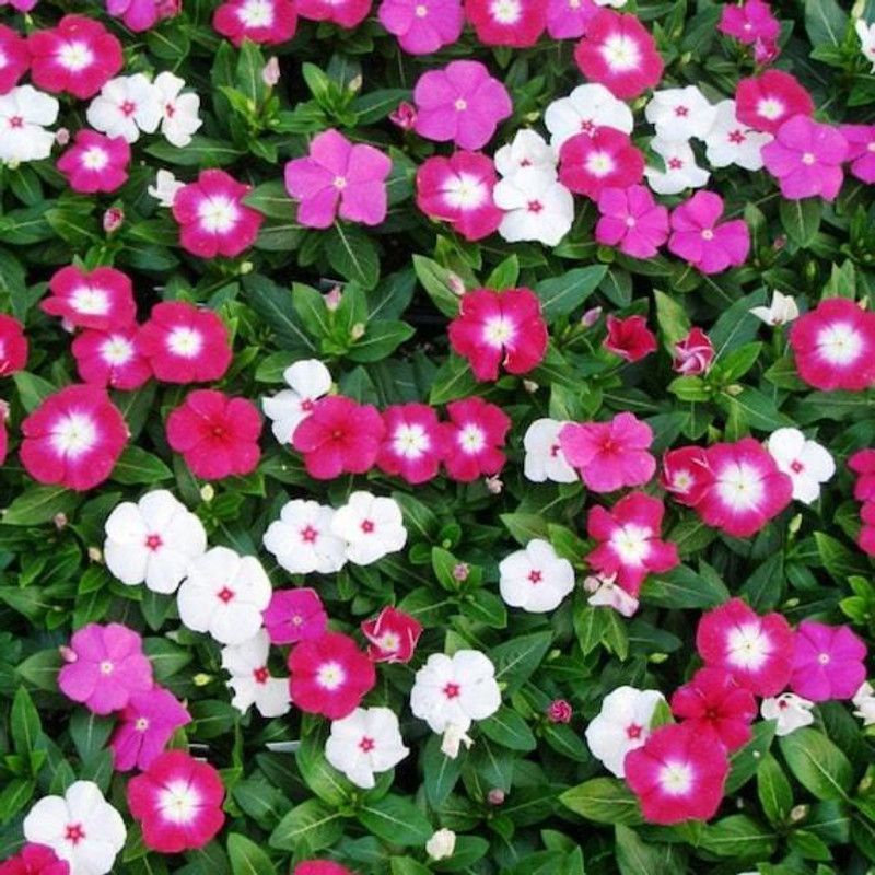 XOLDA Vinca Flower Seed  (31 per packet)