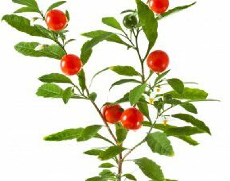 Mozette Organic ashwagandha herb Seed  (40 per packet)