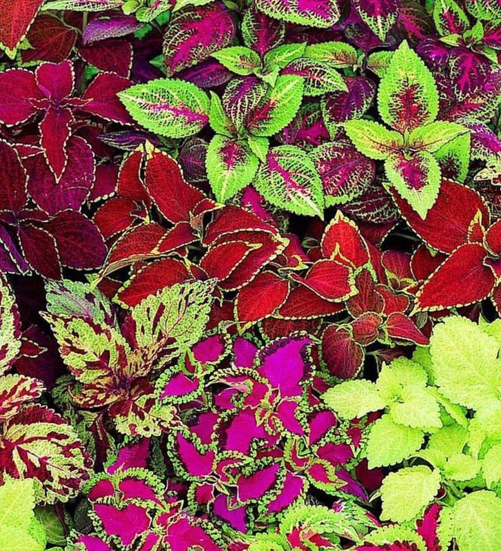 XOLDA Exotic Coleus Rainbow Mix Seed  (81 per packet)