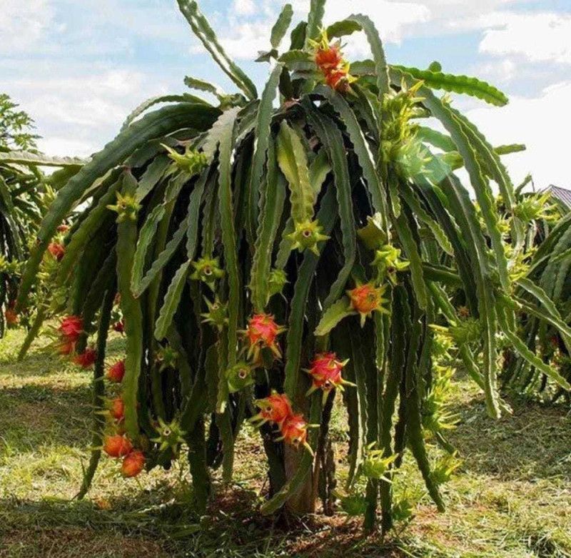 Oliver HIGH Quallity F1 hybrid Dragon fruit sees Seed  (75 per packet)