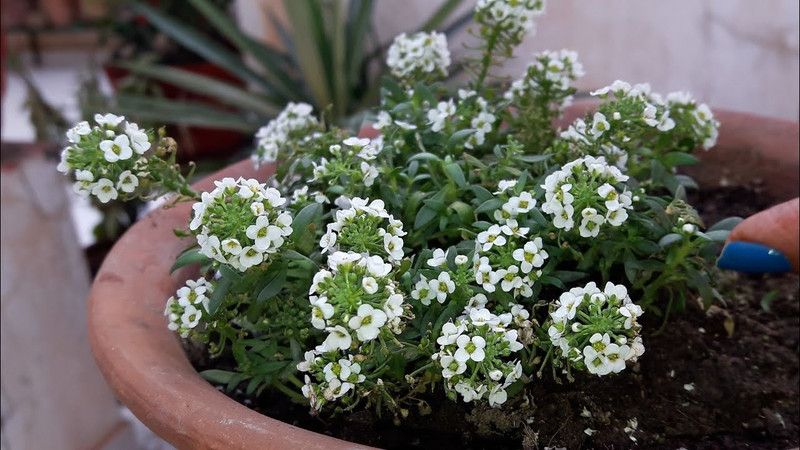 Nodoc Alysium white Seed  (25 per packet)