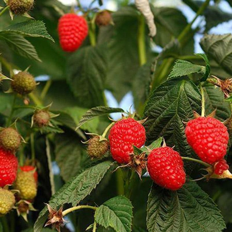 Paudha Raspberry fruit Seed  (50 per packet)