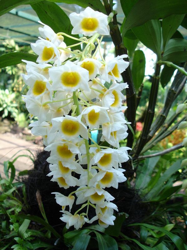 OrchidWala Orchid Plant  (Pack of 1)