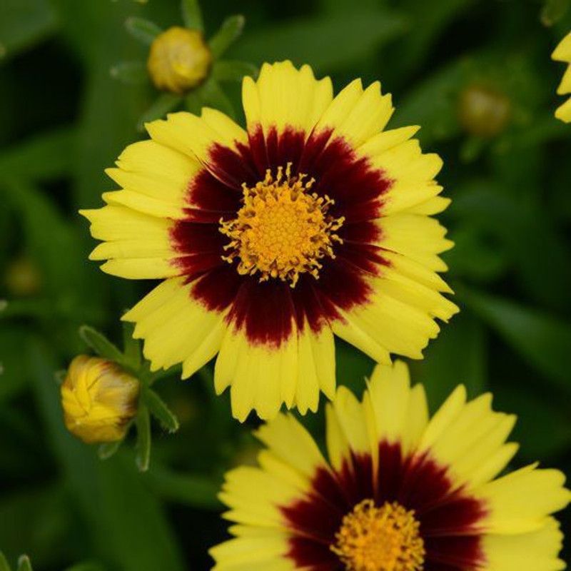 XOLDA Hybrid Coreopsis Seed  (74 per packet)