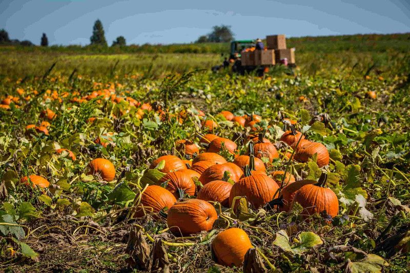 PLANTZON Pumpkin Kaddoo Seed  (26 per packet)