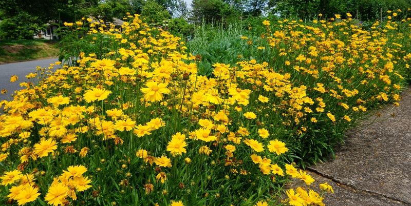 Mozette Coreopsis flower Seed  (23 per packet)
