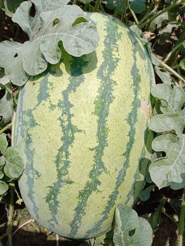 TRICONE HAPPY FAMILY, Hybrid F1 ( Ice Box ), Watermelon Seed 800SD DD26 Seed  (800 per packet)