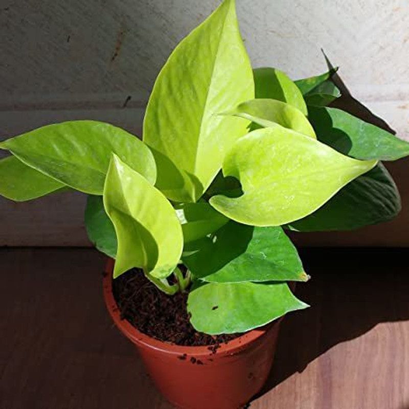 Daffodils Money Plant  (Hybrid, Pack of 1)