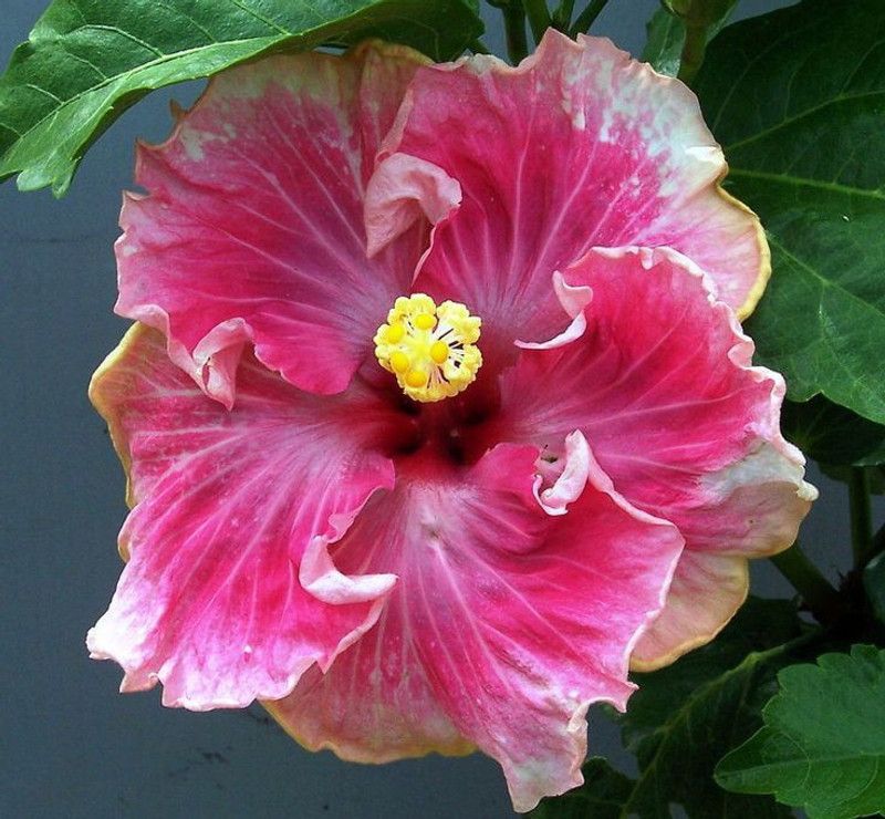 Entacloo Hibiscus Plant  (Hybrid, Pack of 1)