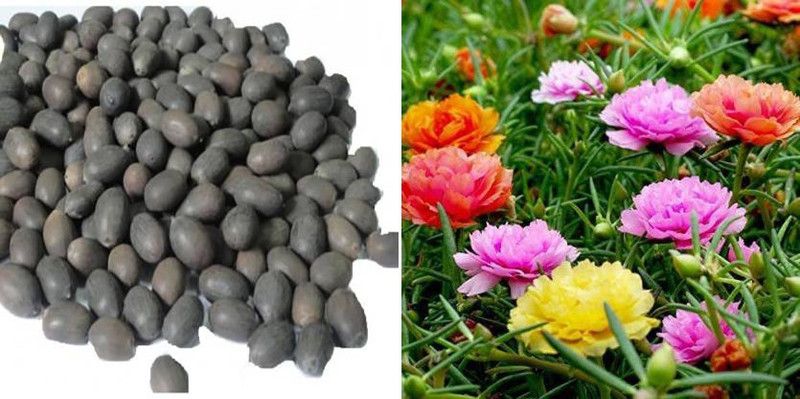 xcentax Lotus & Portulaca Seed  (20 per packet)
