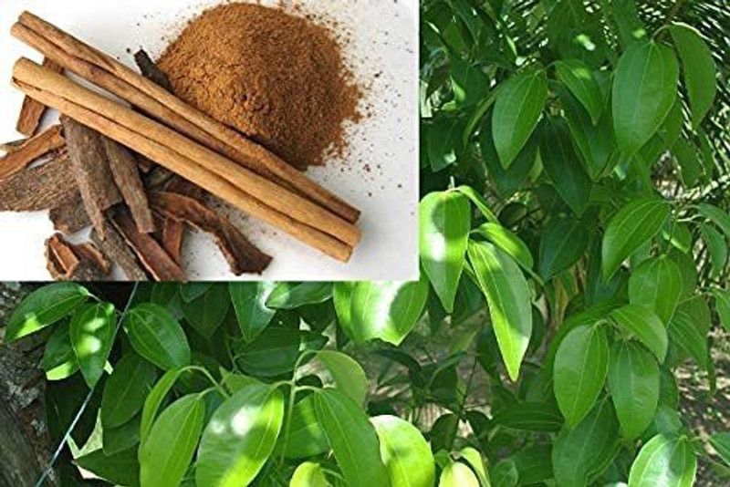 Corofitam Cinnamon Plant  (Hybrid, Pack of 1)