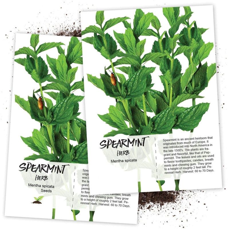 WILLVINE Spearmint Herb (Mentha spicata)-2 x Packet Seed  (200 per packet)