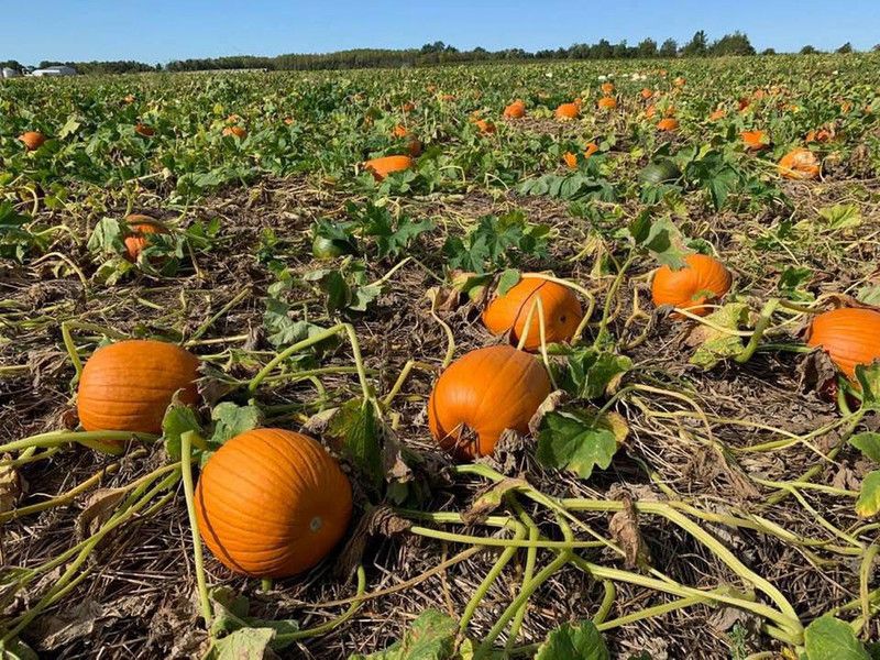 PLANTZON Pumpkin Kaddoo Seed  (40 per packet)