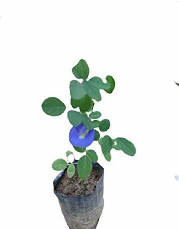 YADRA Aparajita/ Butterfly Pea Plant  (Hybrid, Pack of 1)