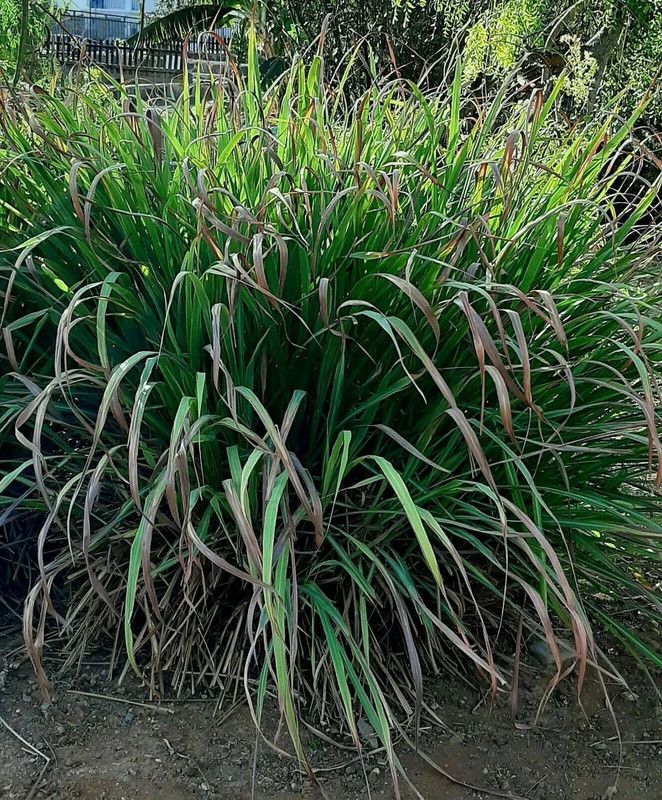 XYGEN Organic Lemongrass Herb Plant Seed  (150 per packet)