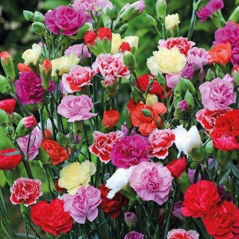 CYBEXIS Mix Carnation Flower Seeds Seed  (1 g)