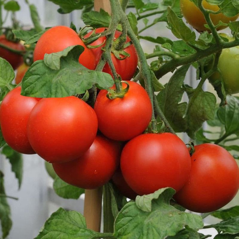 MKR Enterprises Tomato Seed  (500 per packet)