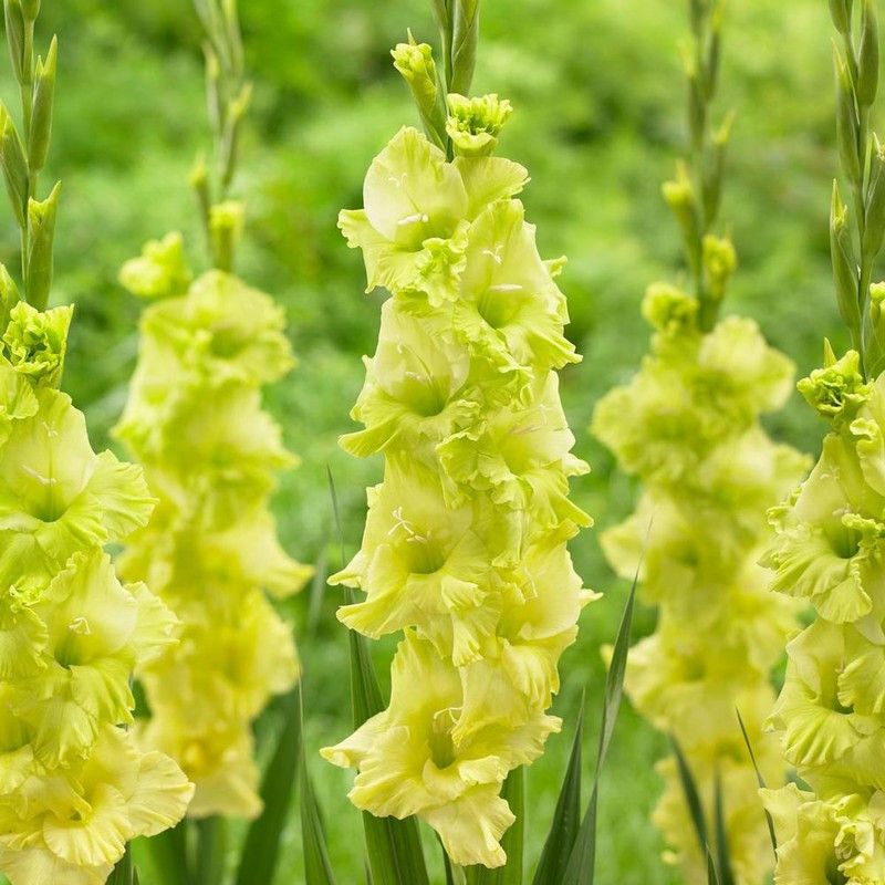 FERNSFLY® IMP. Gladiolus Flower Bulbs Home Outdoor Flowering Gardening Bulbs Blooming planting (Pack of 4 Green Star Gladiolus) Seed  (4 per packet)
