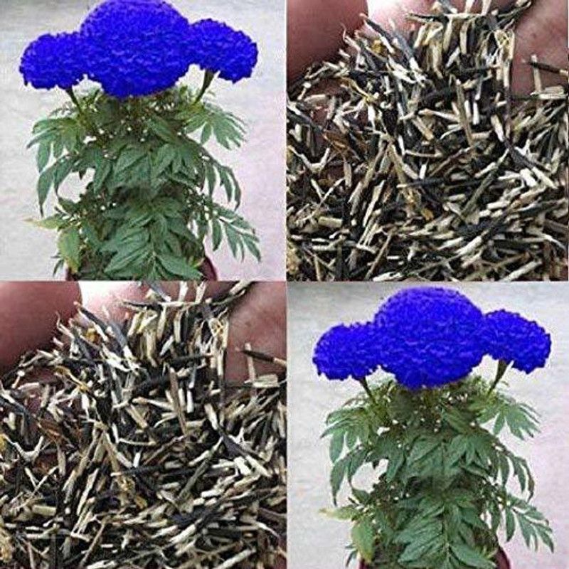 MKR Enterprises Purple Marigold Seed  (900 per packet)