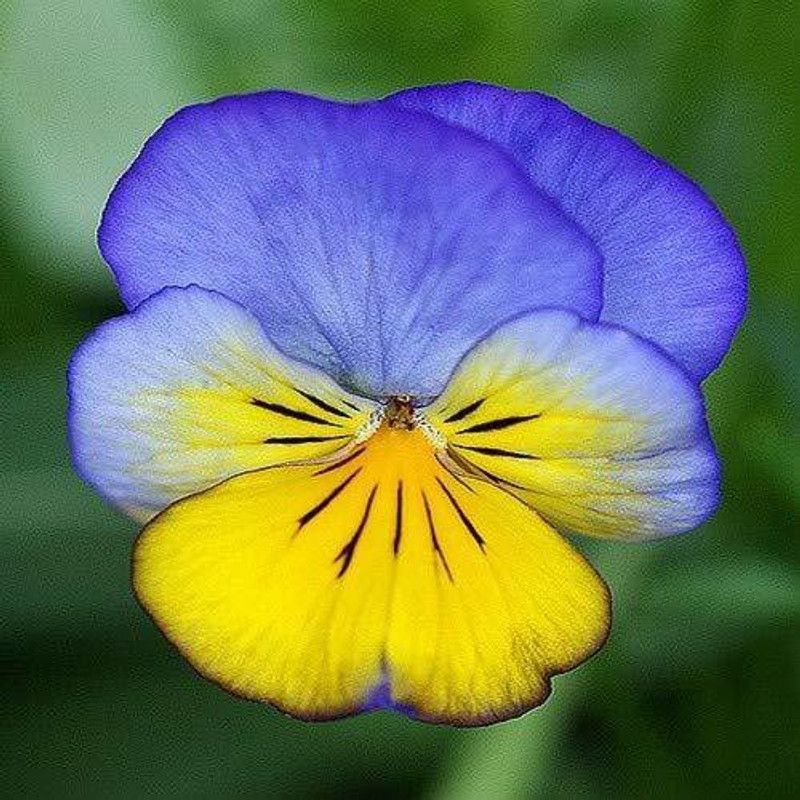 KANAYA Premium Pansy Flower Seed  (100 per packet)