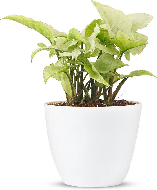 Plant A Leaf Syngonium Plant  (Pack of 1)