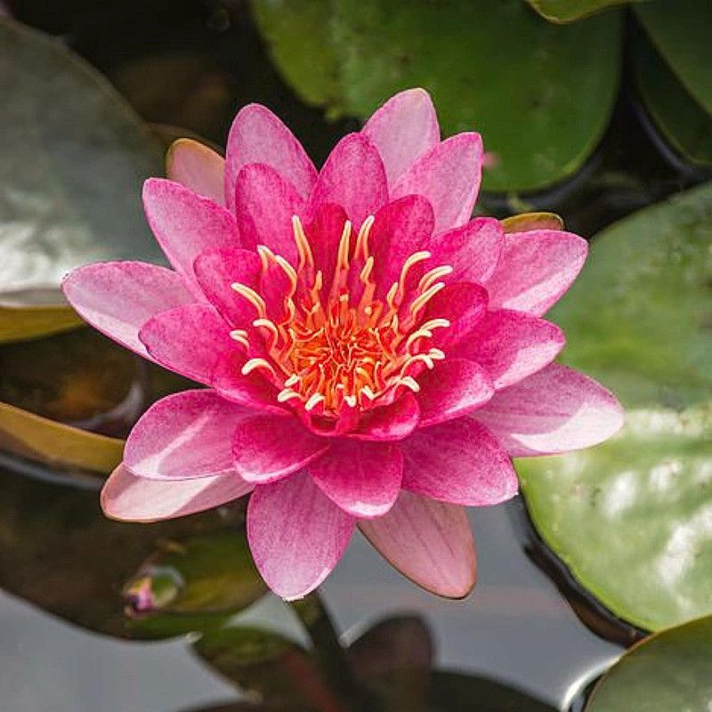 VibeX ® VMR-331 Red Lotus Water Lily Flower Seeds Seed  (25 per packet)