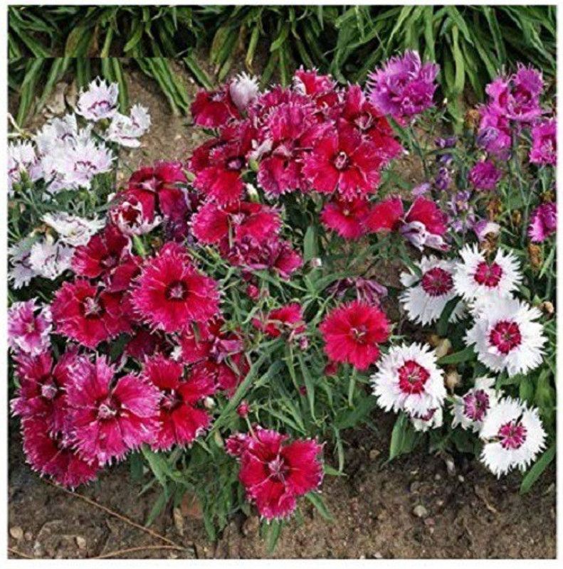 VibeX Dianthus Seed  (5 per packet)