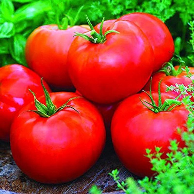 KANAYA Tomato Seed  (400 per packet)