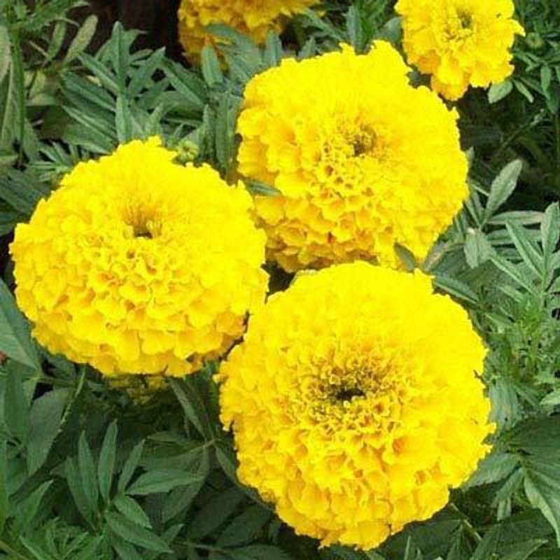 YOUNG STAR MY65 PREMIUM 100% GERMINATION 150 IMPORTED HYBRID ORGANIC MARIGLOD YELLOW (GENDA PHOOL) FLOWERS SEEDS Seed  (150 per packet)