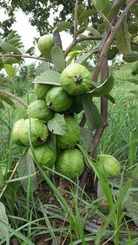A To Z Sales Guava Plant  (Hybrid, Pack of 1)
