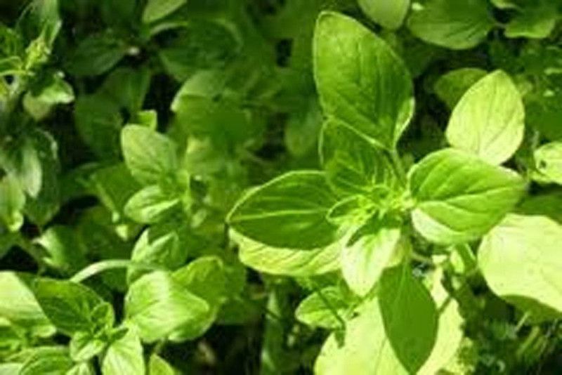 WILLVINE XLR-11 Italian Oregano (origanum vulgare) Seed  (400 per packet)