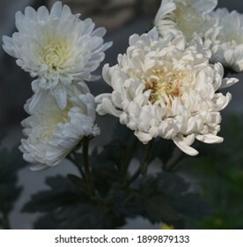 Mozette Exotic chrysanthemum white Seed  (31 per packet)