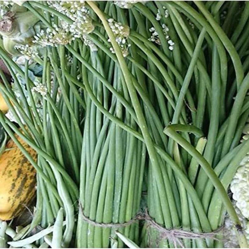 KANAYA Indian Vegetable Beans Singra Hybrid Seed  (1000 per packet)