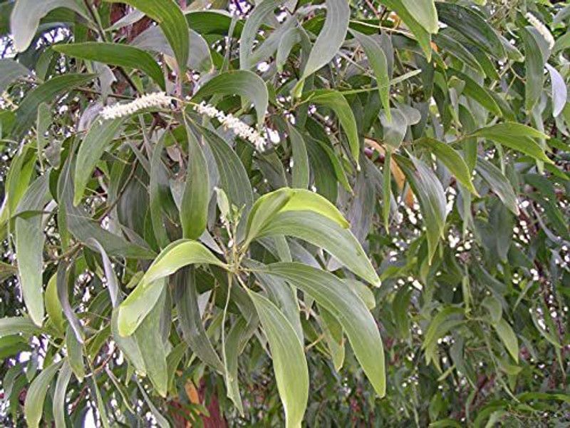 HERBALISM Salak Plant  (Pack of 1)