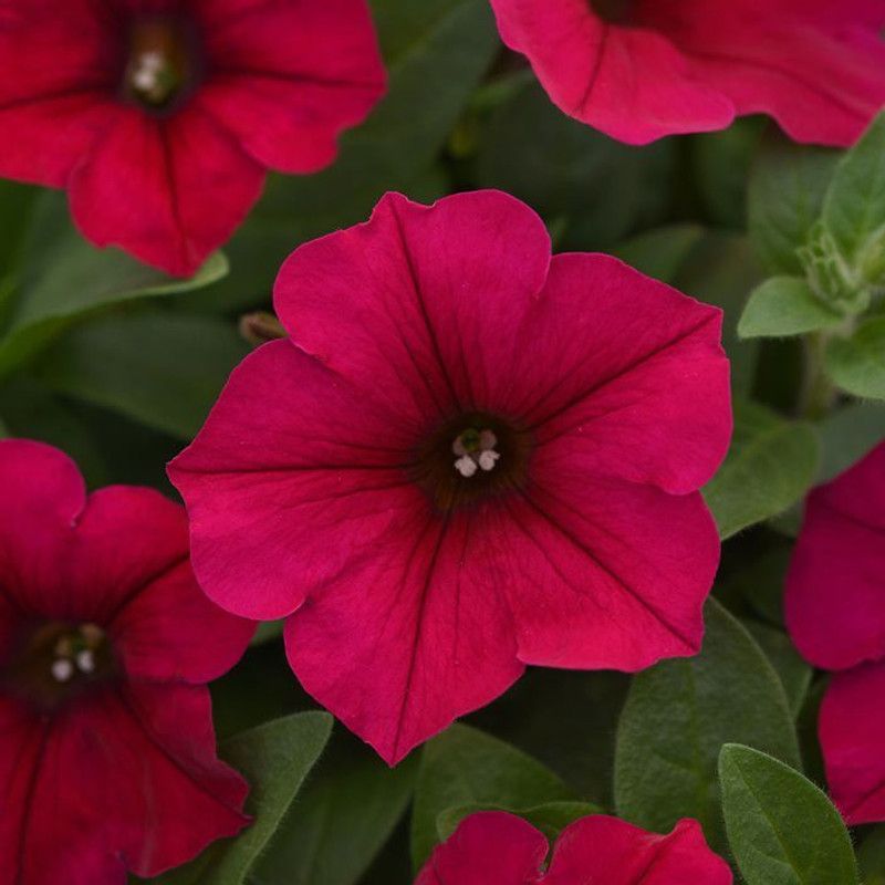 WHADE Burgundy Wave Carmine Velour(Petunia) Seed  (150 per packet)